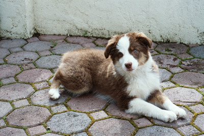 Sweetie