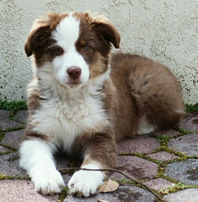 Sweetie
