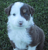 Buster