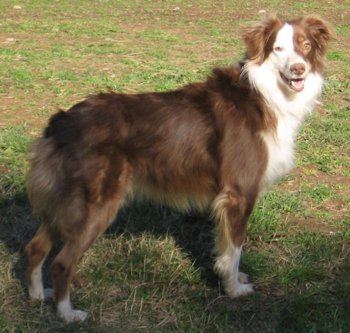 Buster