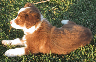 Buster