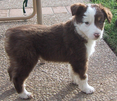 Buster