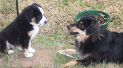 Joy × Cocoa litter