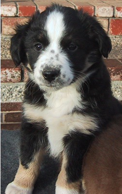 Foster