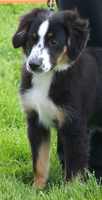 Foster