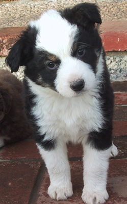 Zorro