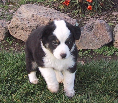 Zorro