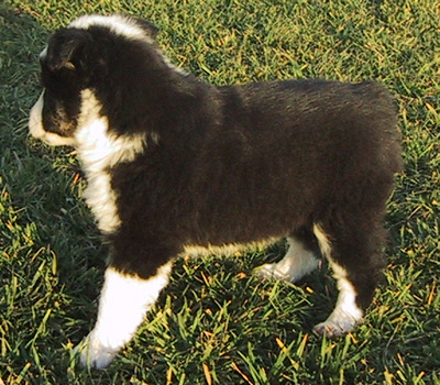 Zorro