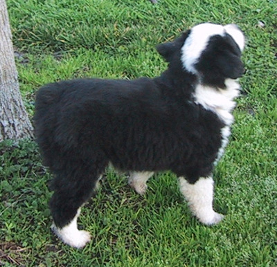 Zorro