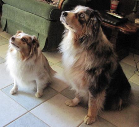 Ginger Snap and her big Aussie friend Keeper