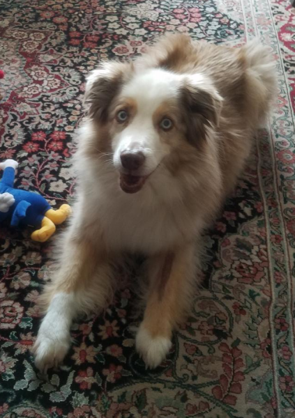 Jasper