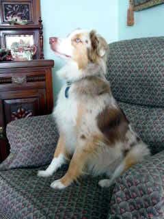 Jasper