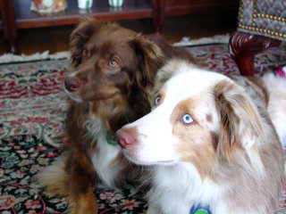 Jasper