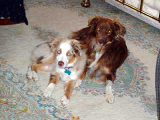 Jasper