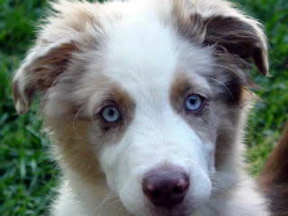 Jasper