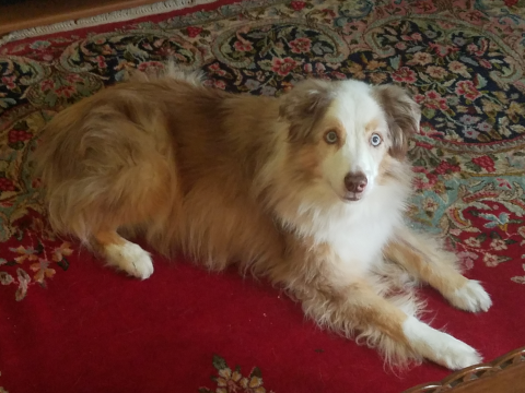 Jasper