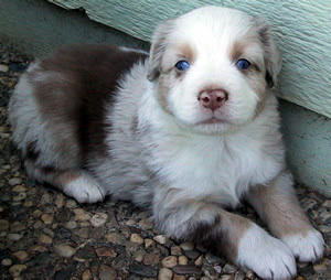 Jasper