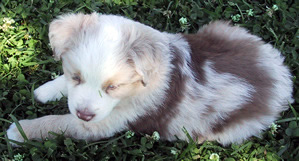 Jasper