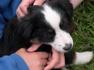 Sweetie × Patchwork's Bluegrass litter