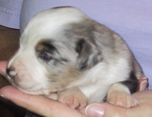 Buddie