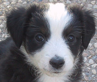 Sweetie × Patchwork's Bluegrass litter