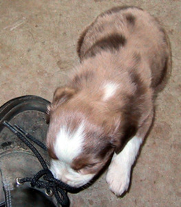Rusty