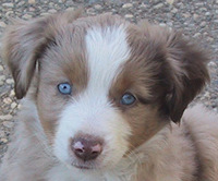 Sweetie × Patchwork's Bluegrass litter