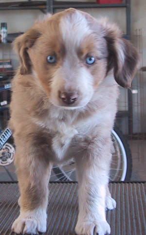Rusty