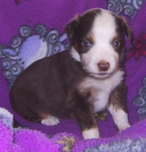 Bella