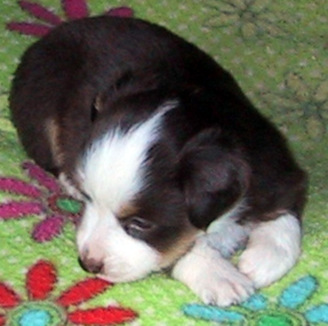 Bella