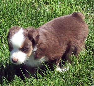 Bella