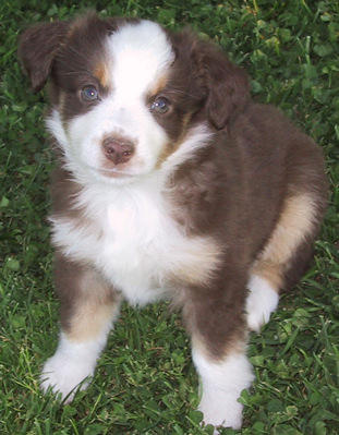 Bella