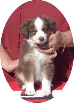 Bella