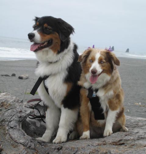 Big Aussie Riley and his Mini Aussie friend Rusty