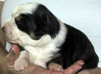 Pelle