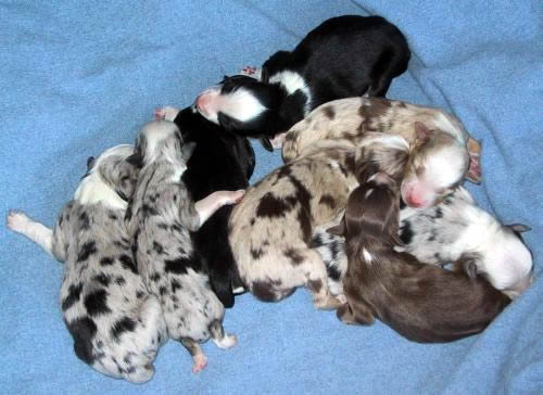 Cindi × Prince litter