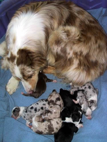 Cindi × Prince litter