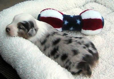 Cindi × Prince litter