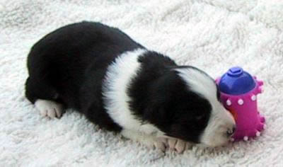 Cindi × Prince litter