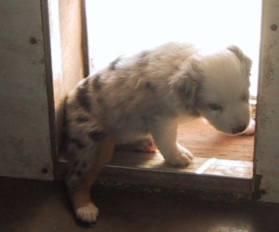 Cindi × Prince litter