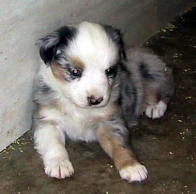 Cindi × Prince litter