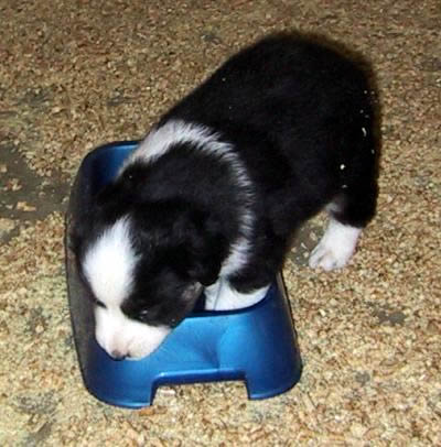 Cindi × Prince litter