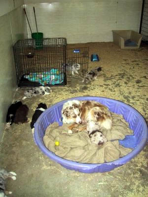 Cindi × Prince litter