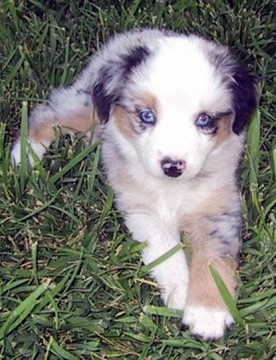 Bella