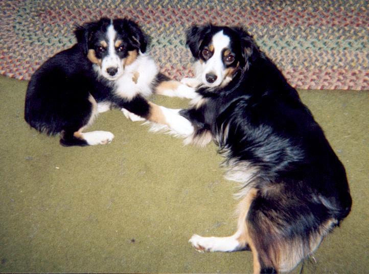 Cindi × Mel litter