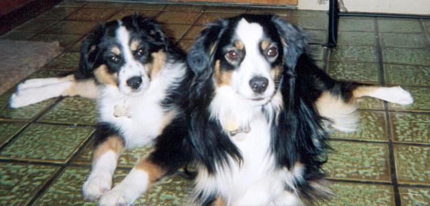 Cindi × Mel litter
