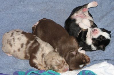 Cindi × Mel litter