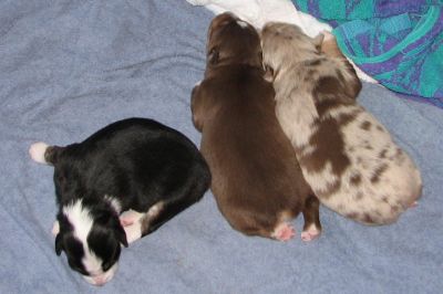 Cindi × Mel litter