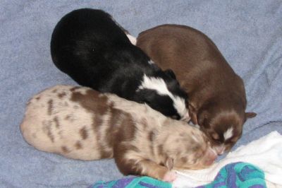 Cindi × Mel litter