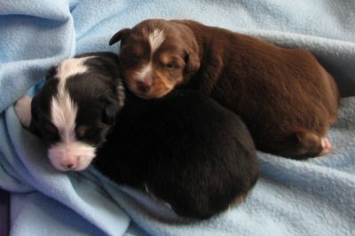 Cindi × Mel litter